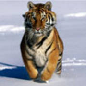 Tiger-in-the-Water - poze tigri