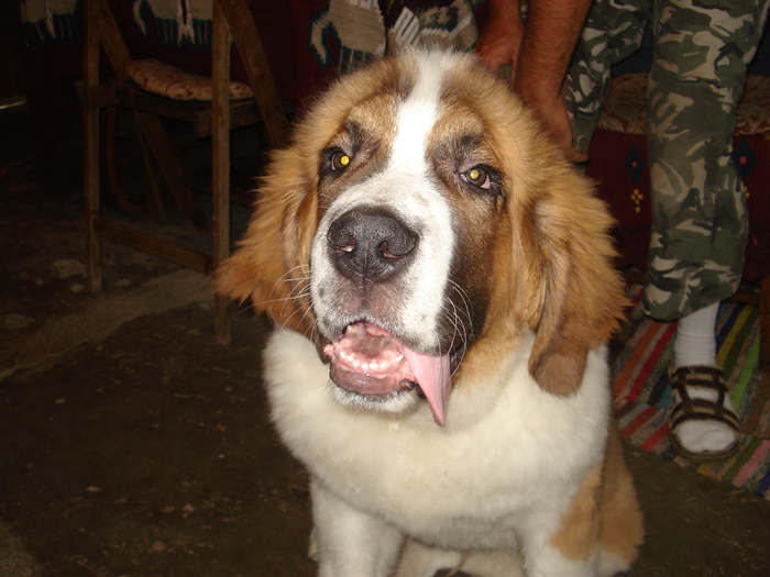 beethowen la 4 luni - saint bernard