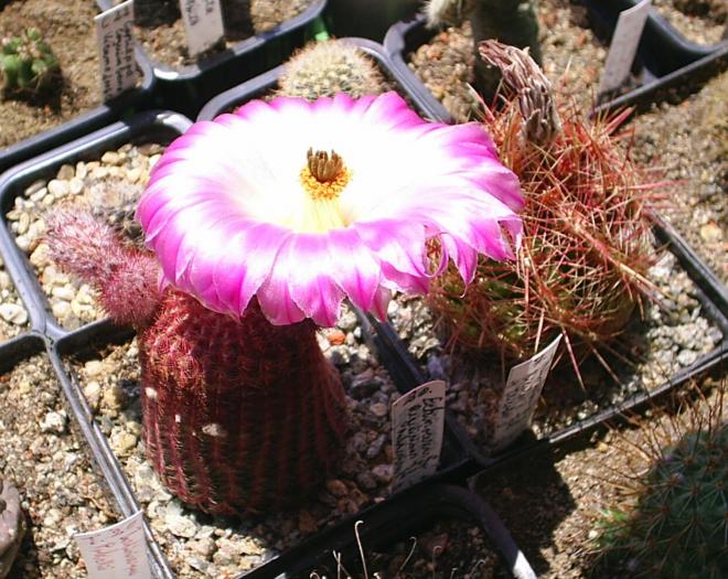 Echinocereus Rigidisimus v.rubrispinus - cactusi -nu le mai am