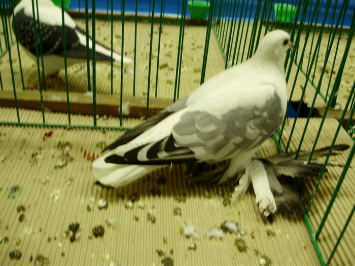 9465 rb 0 - 1507 partea 4