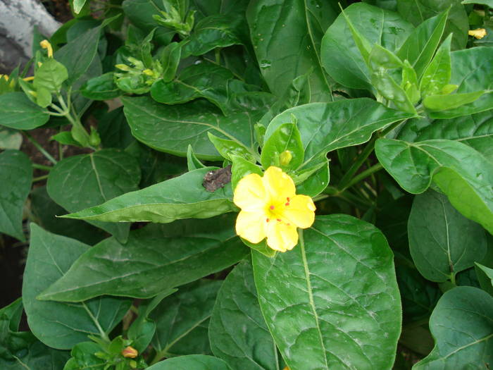 DSC09652