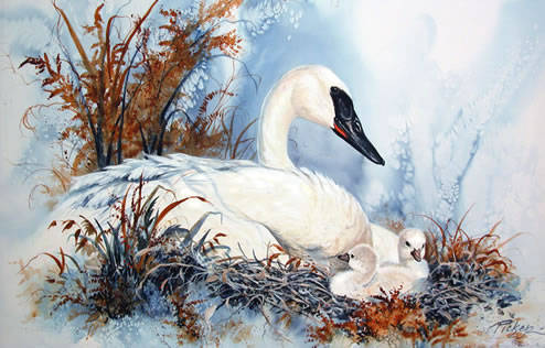 Swan Family_jpg