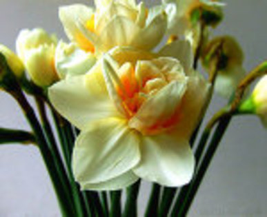 Daffodils_II_by_ArelinMilloway