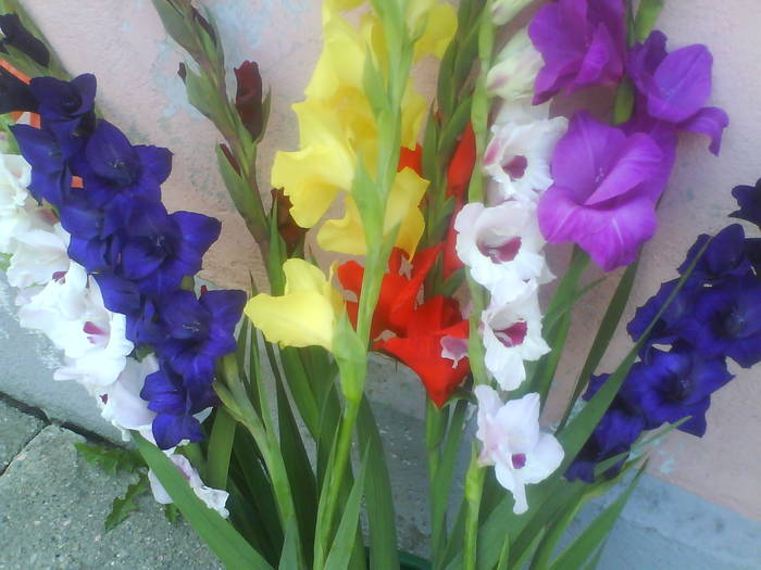 DSC00379 - gladiole 50 culori- bulbii de vanzare