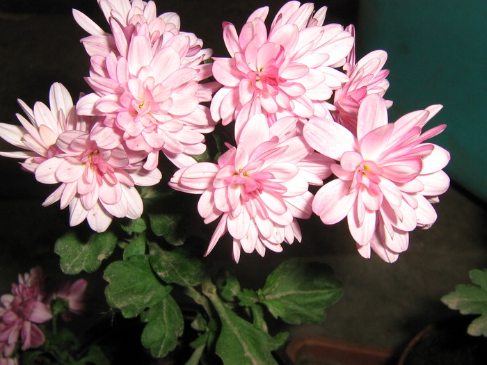 11 noiembrie 058 - Crizanteme tufanele 2009