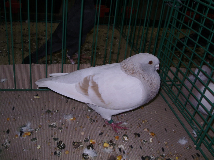 6465 luticher schau brieftaube 0