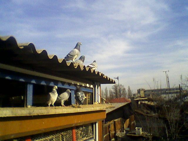 Fotografii-0060 - Porumbeii mei calatori