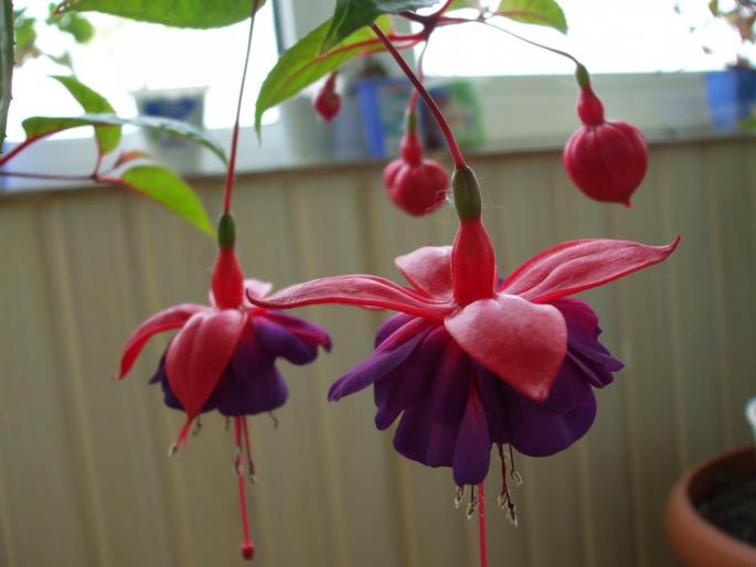 DSCF0952 - fuchsia