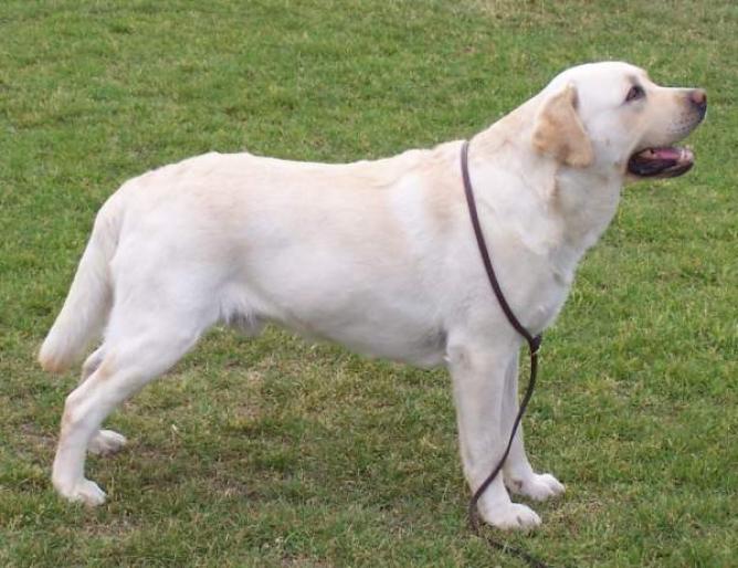 LABRADOR