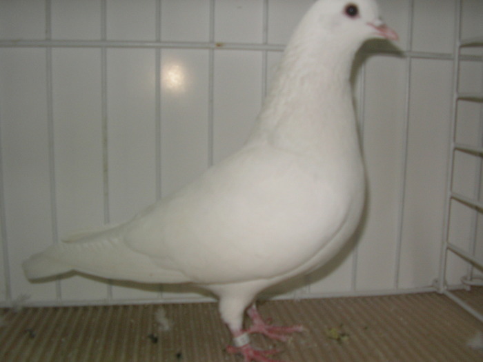 SANY0174 - poze expo 2009