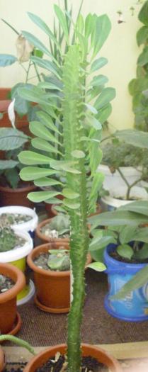 Euphorbia trigona - Suculente