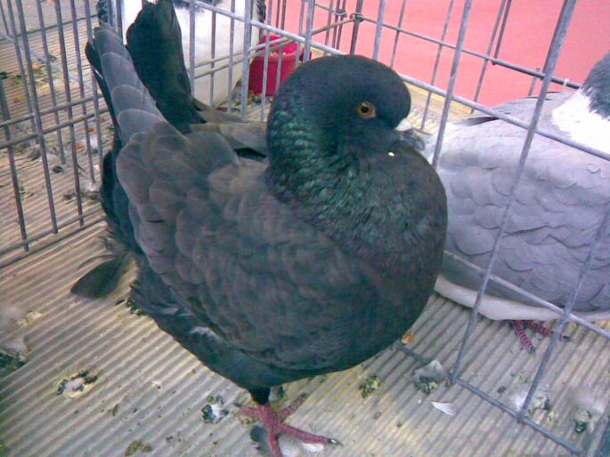 mod 4 - 1503 partea 2