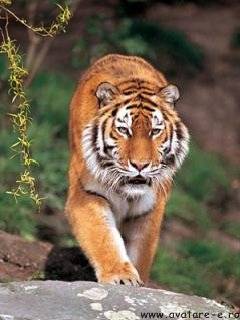 www_avatare-e_ro_wild304 - poze tigri
