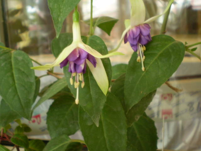 P6162000 - fucsia 2009-2010