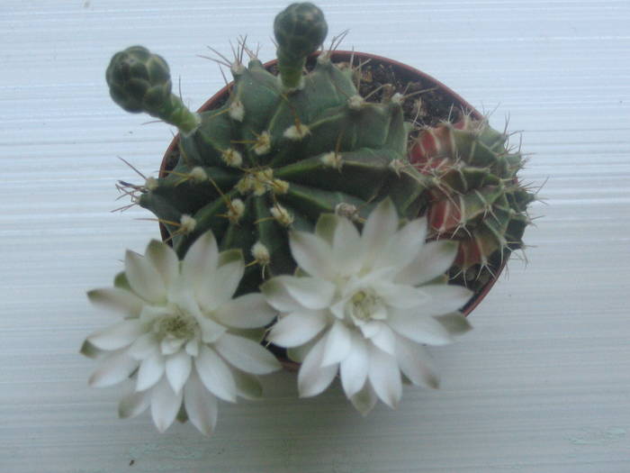 Gymnocalycium mihanovichii - iunie 2009