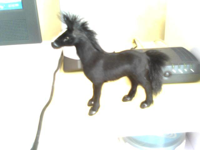 Blacky(fratele lui Spirit)