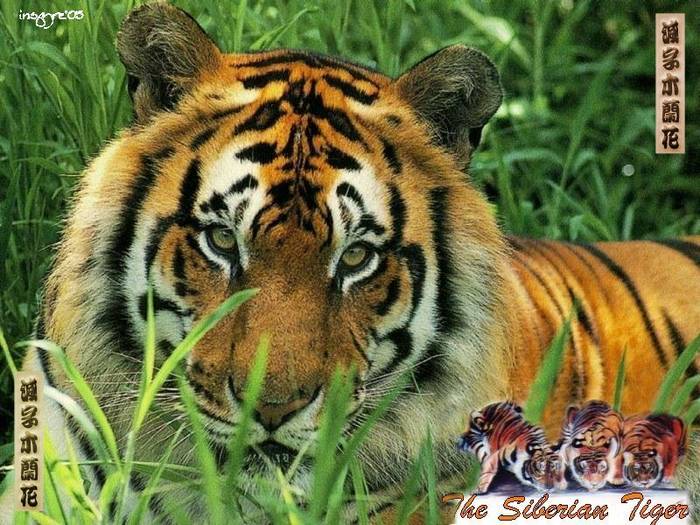 TG7 - Tigers