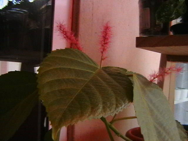 acalipha reptans