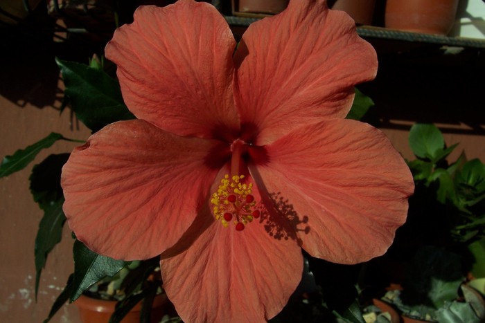 Aloha rosa, pe alta planta