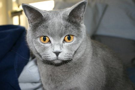 british-shorthair-cat-facts-2