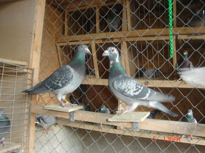 Picture 395 - porumbeii unui prieten
