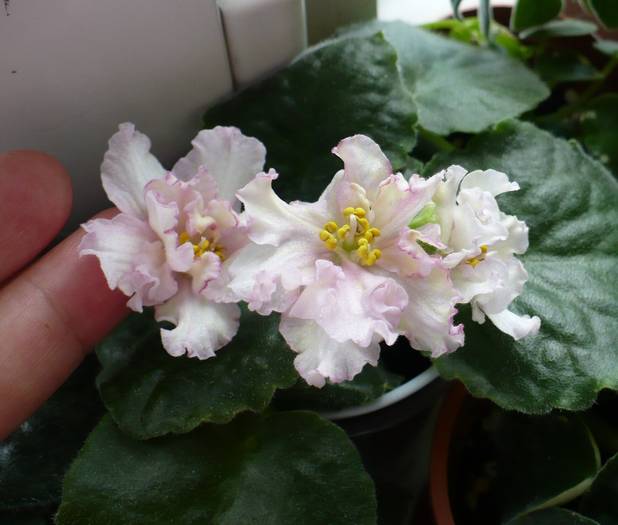 Irish Maiden - Saintpaulia - violete de camera