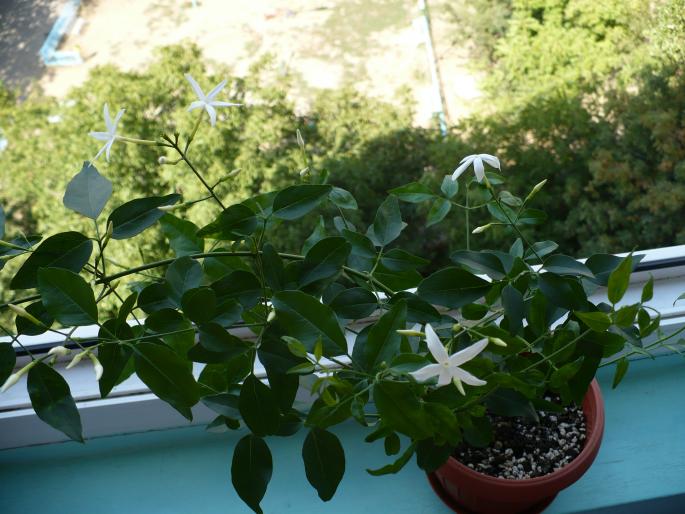P1040116 - Alte plante