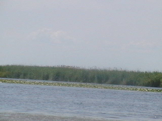 IMGA0956 - In Delta Dunarii- Mila 23-iunie 2009