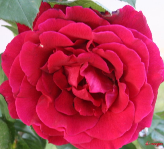 7ae4c91d_0010000661844_00_600