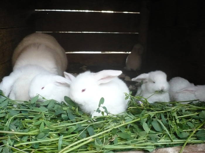 poze iepuri 2504 585 - femele cu pui din 1-10 iunie actuali