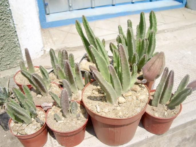 Stapelia flavirostris - Suculente