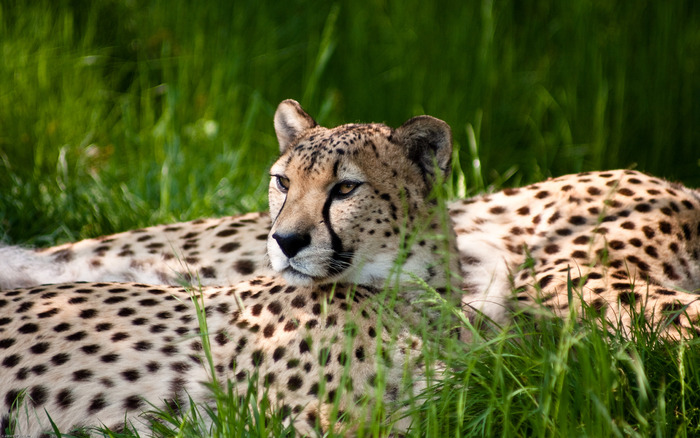 1975_cheetahbeauty_2560x1600