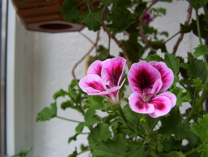  - Pelargonium