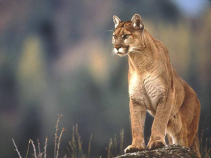 LION1 - Animale