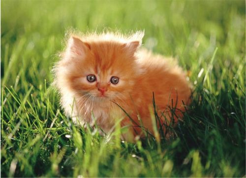 Cute Kitten (3) - Nota pentru pagina mea