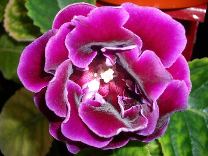 Gloxinia mov dublu