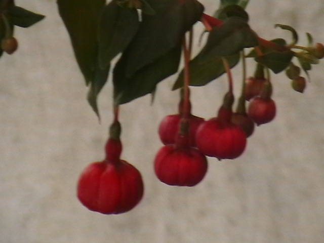 IMGA0445