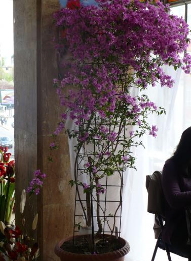 P1010405 - Pitesti 19 aprilie 2008 - II