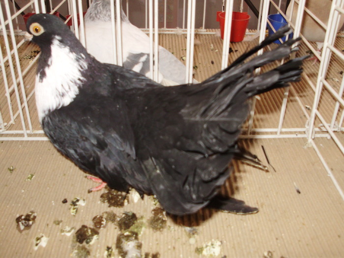 negru buc 6 - 1510 rz