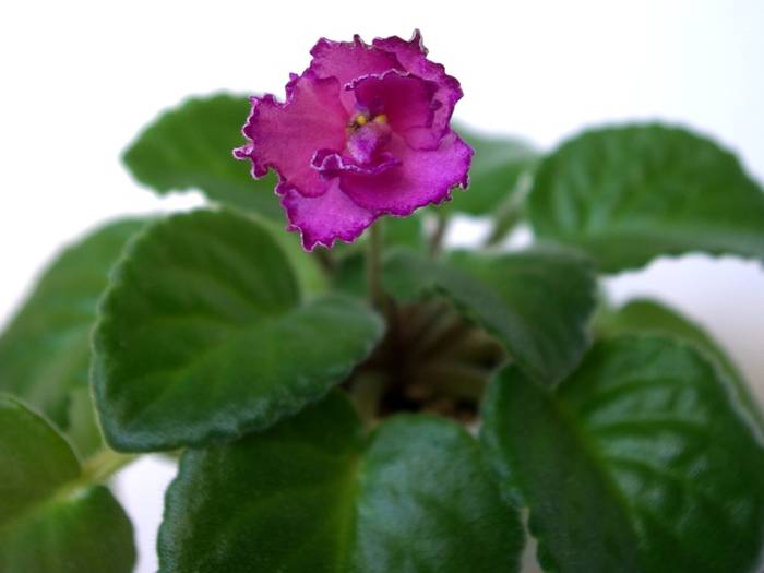 RD's Illusion (R. & D. Townsend) - 2013 - Violete Africane