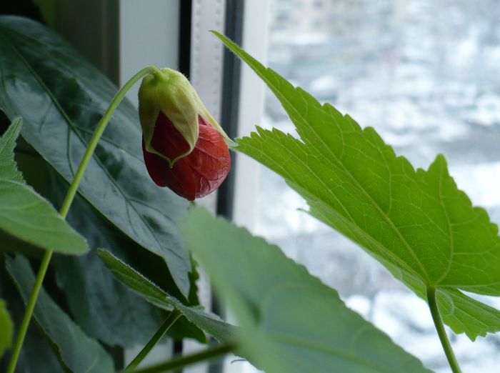 P1190026 - ABUTILONI