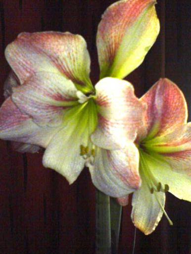 XQHHZGLIEIAWYPMUWWL - hippeastrum