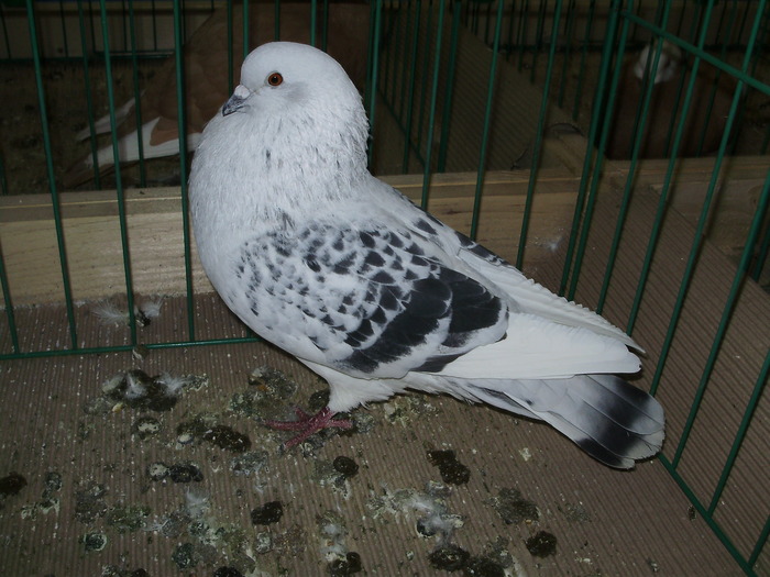 8761 cg 1 - 1507 partea 3b