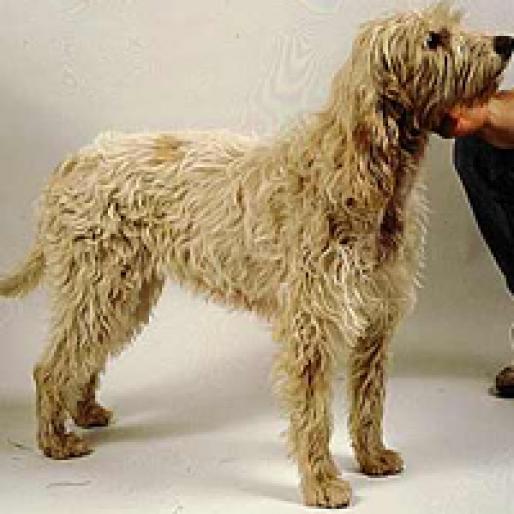 MIC GRIFFON VENDEIAN BRIGUET - RASE CAINI