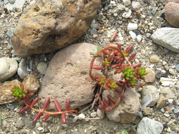 IMG_4846 - Cactusi la mosie aprilie 2009