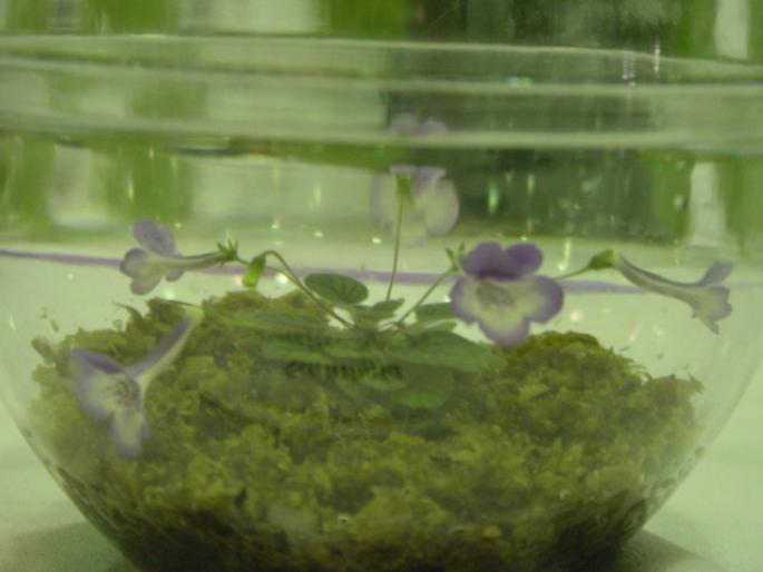 Sinn_Carefree_Regina_2005avsa - violete de pe net 1