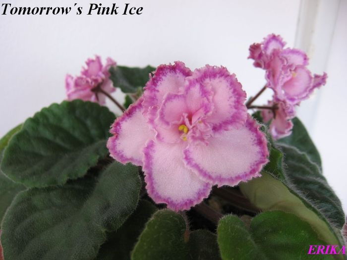 Tomorrow´s Pink Ice 2009 jun 1