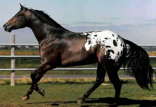 _appaloosa