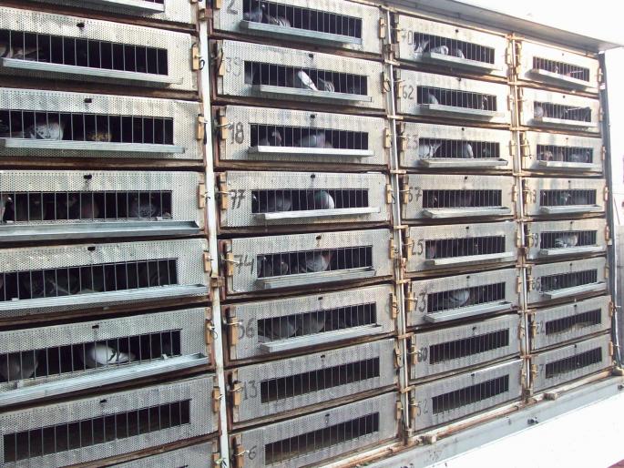 gmg22 036 - ASC grivita concurs 2008