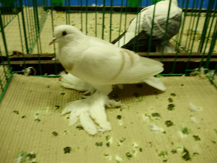 9476 pormbel luna saxon 0 - 1507 partea 4